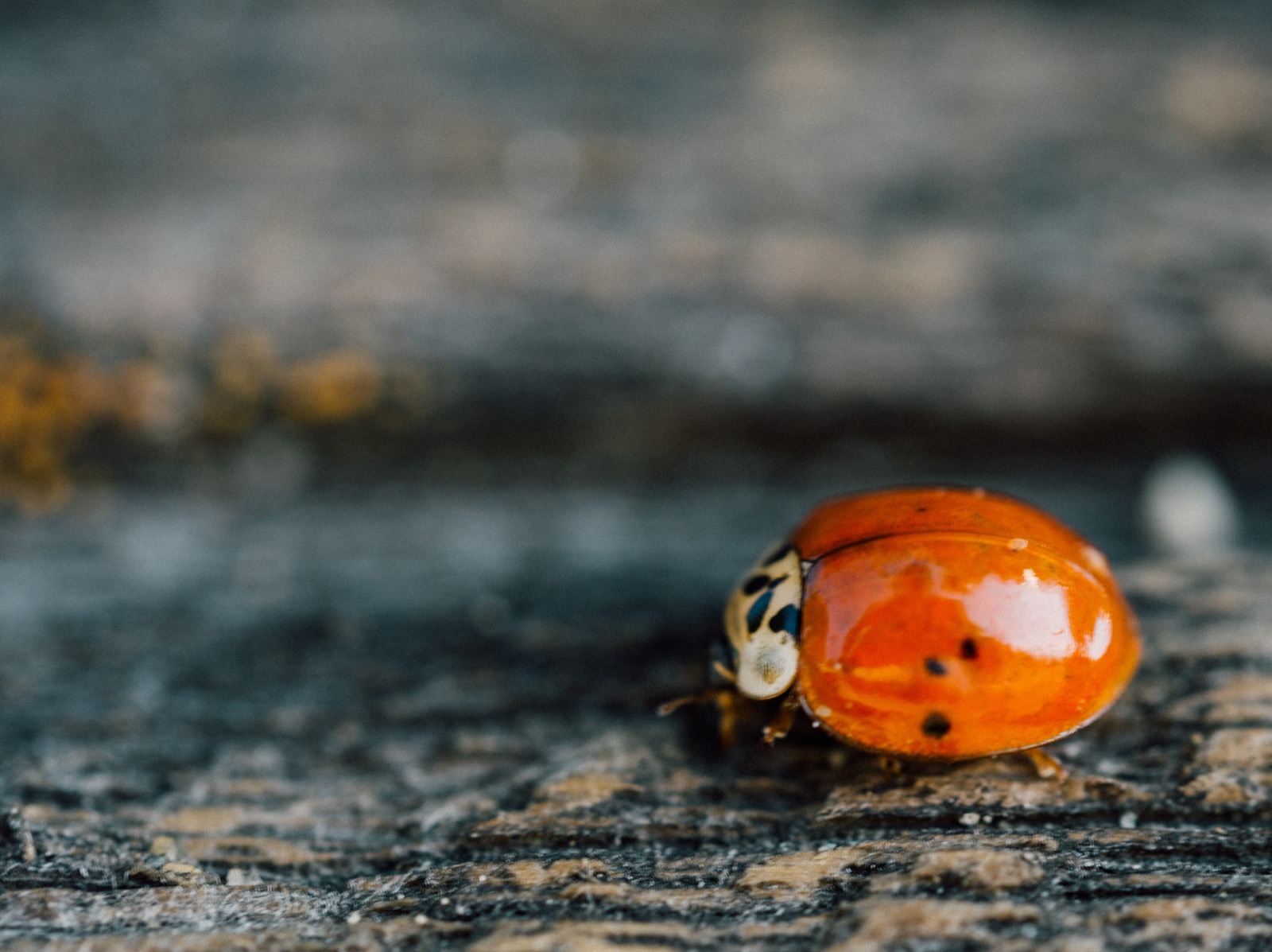 Ladybird